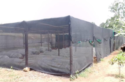 seedlings1 seedlings1