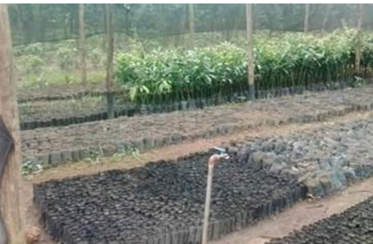 seedlings2 seedlings2