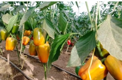 sweet peppers sweet peppers