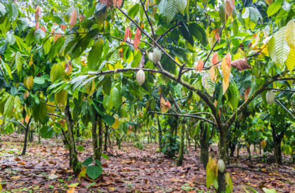cocoa trees