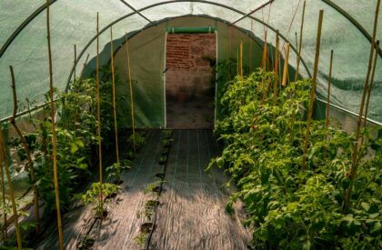 The crops growing in the greenhouse next to wooden sticks
