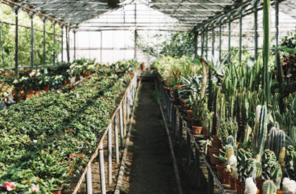 fresh-plants-growing-greenhouse fresh-plants-growing-greenhouse