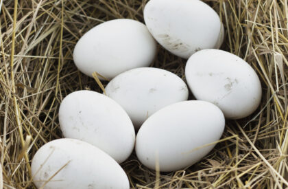 organic-fresh-eggs-farm-from-chickens
