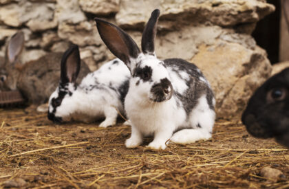 rural-life-lifestyle-growing-rabbits
