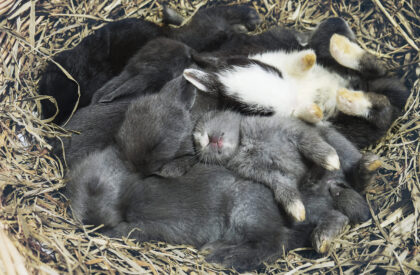 Small lovely14 day little local Thai rabbits