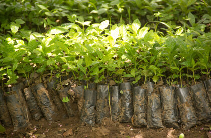 tree seeds tree seeds