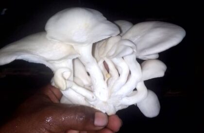 IMG-20250930-WA0033 IMG-20250930-WA0033