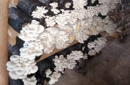 IMG-20250930-WA0035 IMG-20250930-WA0035