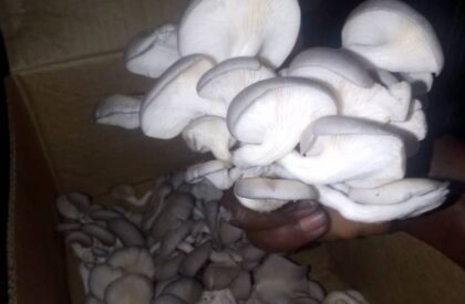 IMG-20250930-WA0037 IMG-20250930-WA0037