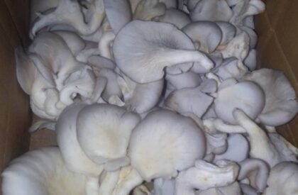 IMG-20250930-WA0040 IMG-20250930-WA0040